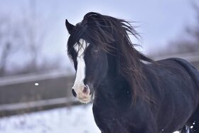 Připouštění Welsh cob - D - 15