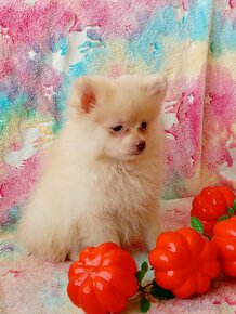 Krásný Maličký Pejsek NŠ / Pomeranian - Cream - 15