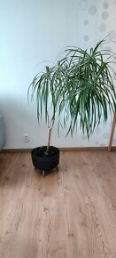 Dracaena Marginata 2-kmen - 15