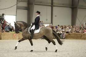 Lusitano PSL klisna s pp přímo od chovatele - 15