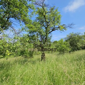 Prodej ovocného sadu 4 253 m2 v Koryčanech - 15