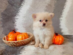 Nádherná Fenečka NŠ/Pomeranian - Cream - 15