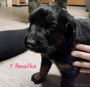 Štěňátka Labernese (labrador X bernský salašnický pes) - 15