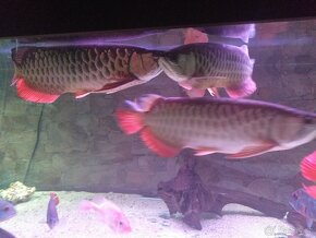 Red Tail Golden Arowana - 15