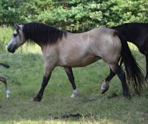 Welsh cob kobylka - 15