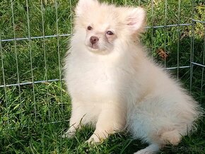 Pomeranian / NŠ - Pejsek - CREAM - 15