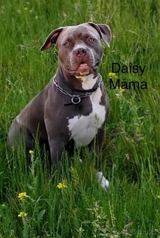 Prodám štěňátka s PP American Bully XL BLUE - 15