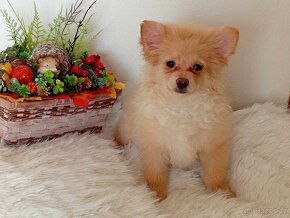 Fenečka Německý Špic / Pomeranian - Orange - 15