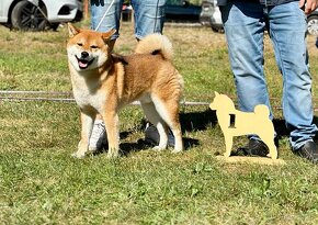 Nabídka kryti- Shiba inu s FCI PP - 15