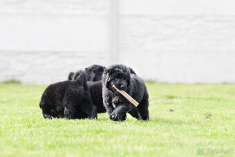 Tibetská doga s PP/ Tibetan Mastiff TOP pedigree - 15