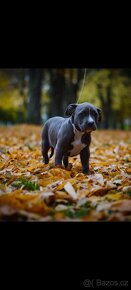 American Bully Standard - 15