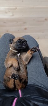 Belgický ovčák malinois- štěňata s průkazem původu - 15