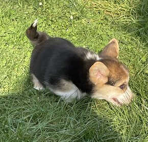 Welsh corgi pembroke - 15