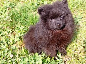 Pomeranian Černá Fenečka... - 15