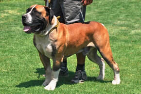 BOERBOEL BALLOTADA -PEJSCI I FENKY AKTUÁLNĚ K ODBĚRU - 15