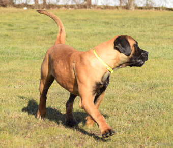 BOERBOEL  BALLOTADA  --VALERIE + VALENTÝNA - 15