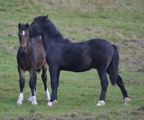 Welsh cob - 15