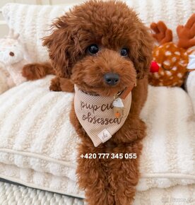 Toy Poodle Red Brown fenka female - 15