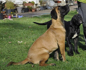 BOERBOEL BALLOTADA -búrský buldok - jihoafrický boerboel - 15