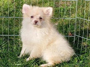 Pomeranian / NŠ - Pejsek - CREAM - 15