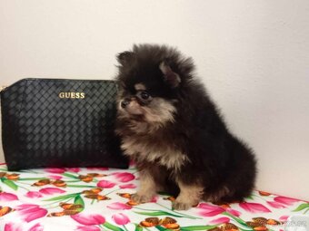 Pomeranian Mini Boo - Black And Tan Fenečka - 15