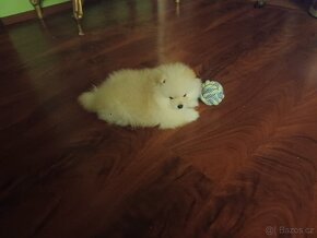 Nádherný německý špic/pomeranian - 15