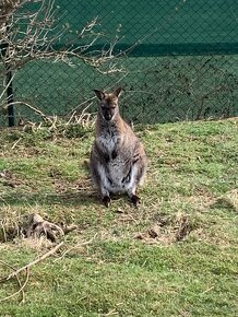 Prodám samečka klokana Bennettova Wallaby - 15