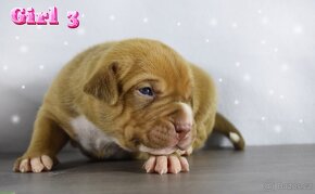 American bully Xl - 15