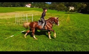 Připouštění Welsh cob - D - 15