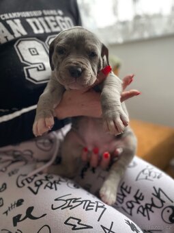 American Bully XXL/ABKC registrované - 15