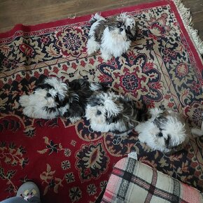 Prodám štéňata Shih-tzu,shihtzu,shi-tzu - 15