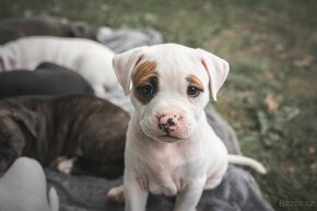 American Bully Pocket - 15