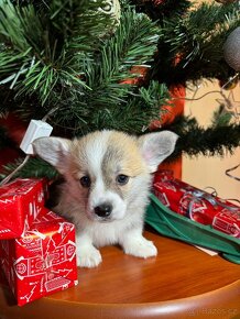 Welsh corgi pembrok, - 15