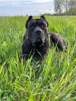 Výnimočné šteniatka americký bandog s rodokmeňom - 16