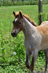 Quarter horse kobylka Red Roan - 16