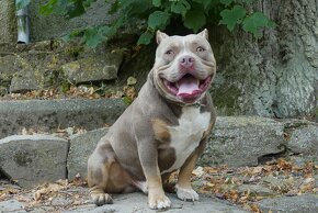 American Bully Standard/Classic - 16