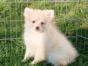 Poslední volný Pejsek NŠ / Pomeranian - CREAM.... - 16