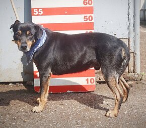 TULUM K ADOPCI - 5 LET, PŘÁTELSKÝ,AKTIVNÍ,MILÝ - 16