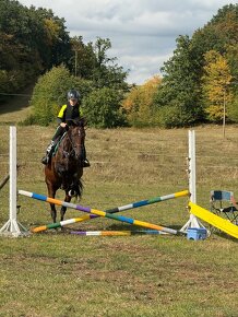 Kobylka kategorie B pony - 16