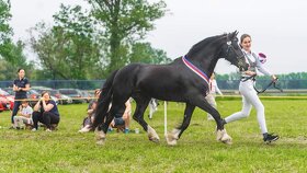 Připouštění Welsh cob - D - 16