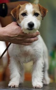 Jack Russell teriér – 3měsíční štěně-pejsek s PP k odběru - 16