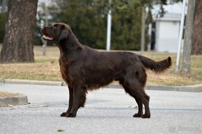 Flat coated retriever s PP - rezervace štěňat - 16