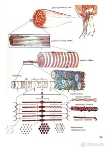 Skripta v PDF - 16