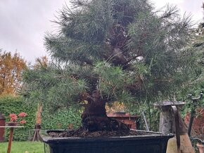 Bonsai Borovice - 16