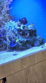 Morske akvarium - 16