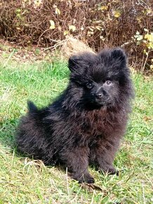 Pomeranian Černá Fenečka... - 16