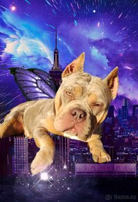 Štěňátka American Bully Pocket Exotic Top Krevní linie - 16