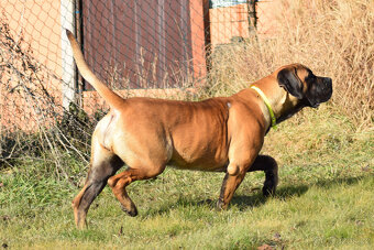 BOERBOEL  BALLOTADA  --VALERIE + VALENTÝNA - 16