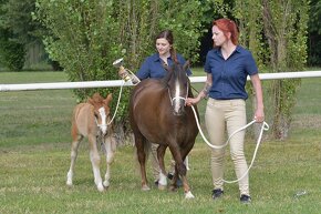 Kobyla Welsh mountain pony - 16