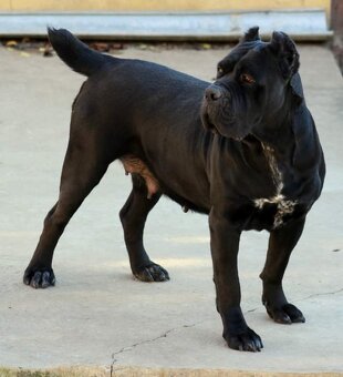 Cane corso šteniatka s rodokmeňom - 16